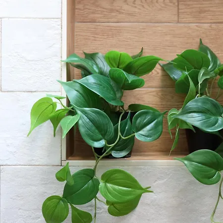 Parva Domus * 巴里